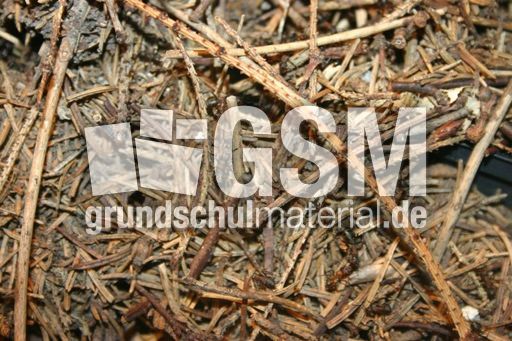 Ameisenhaufen-1.jpg