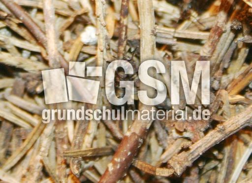 Ameisenhaufen-3.jpg