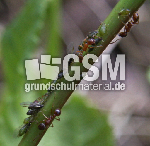 Blattläuse-Ameisen-013.jpg