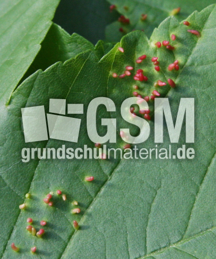 Pflanzengallen-056.jpg