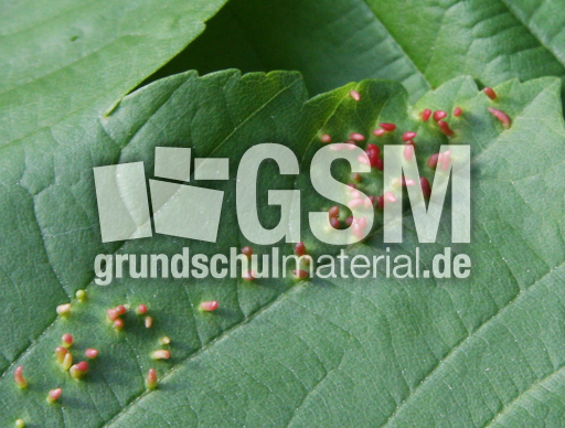 Pflanzengallen-057.jpg
