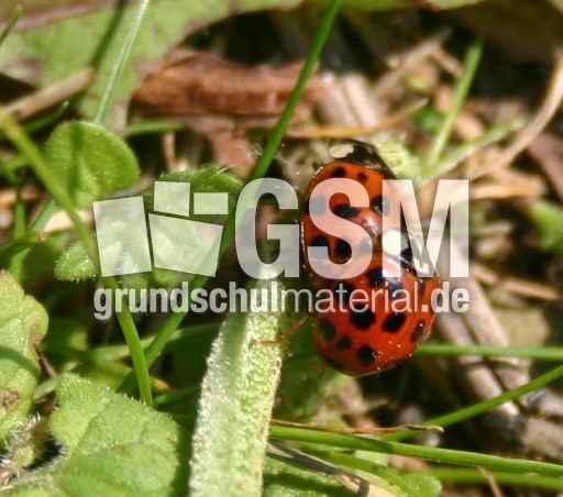 Asiatischer-Marienkäfer.jpg
