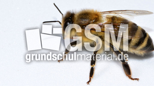 Biene19.jpg