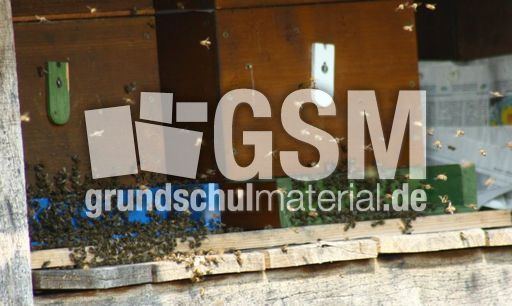 Bienenstock_8139.jpg