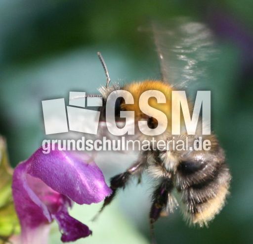 Hummel-im-Flug.jpg