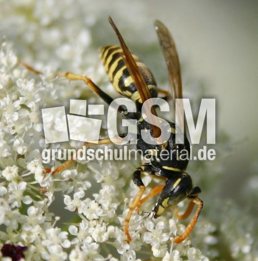 Wespe-gross-1.jpg