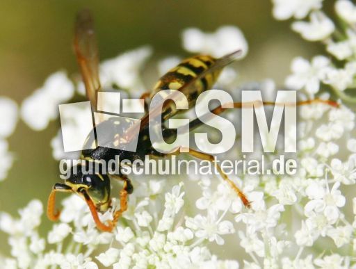 Wespe-gross-4.jpg