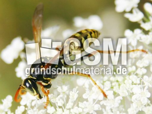 Wespe-gross-5.jpg