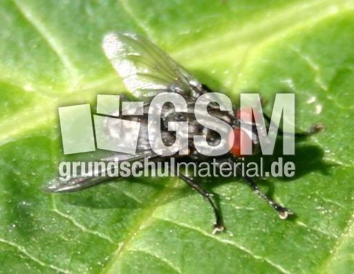 Aasfliege-Graue-Fleischfliege-2.jpg