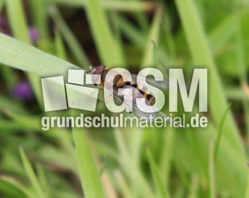Gartenschwebfliege-57.jpg