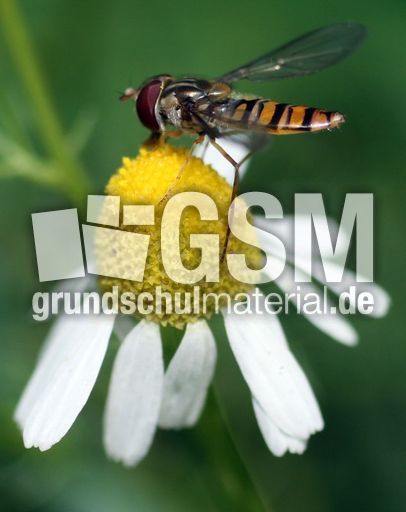 Hainschwebfliege-2.JPG