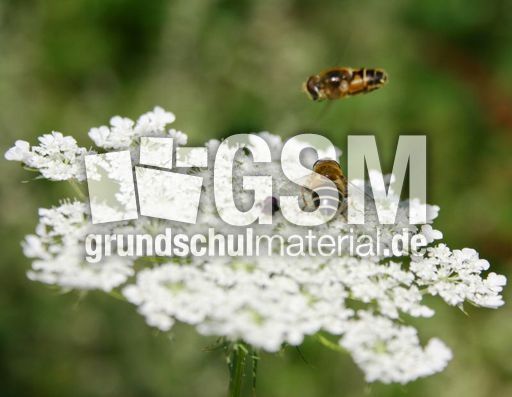 Keilfleckschwebfliege-1.jpg