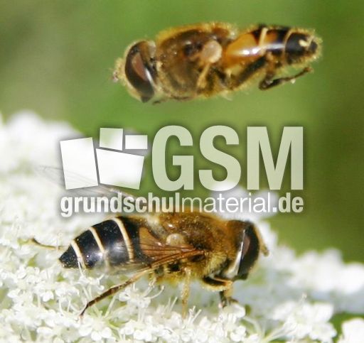 Keilfleckschwebfliege-3.jpg