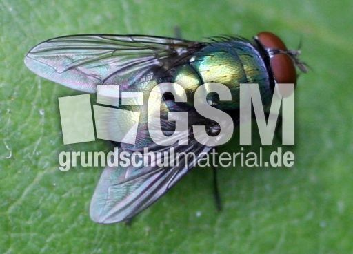 Schmeiß-Fliege-2.JPG