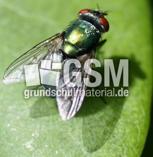 Schmeiß-Fliege-3.jpg