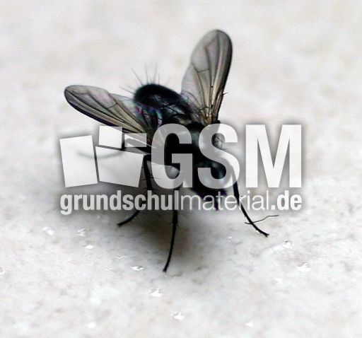 Stubenfliege.jpg