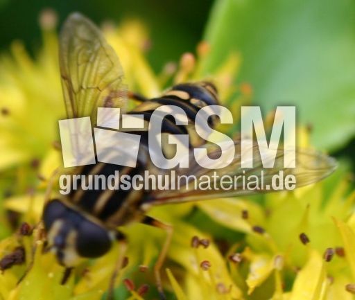 gemeine-Sumpfschwebfliege-1.jpg