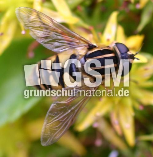 gemeine-Sumpfschwebfliege-2.jpg
