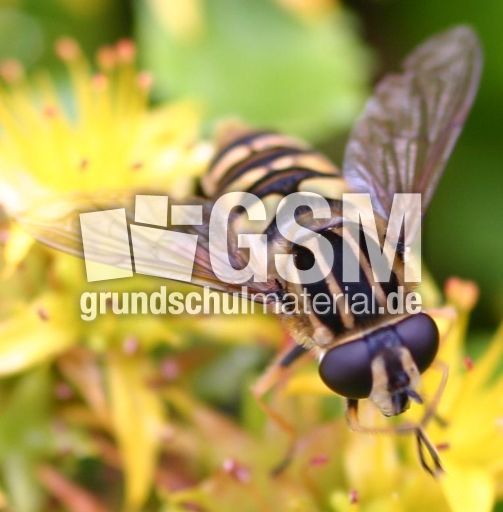 gemeine-Sumpfschwebfliege-4.jpg