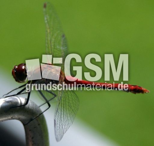 Gefleckte-Heidelibelle-1.JPG
