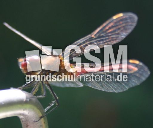 Gefleckte-Heidelibelle-2.jpg