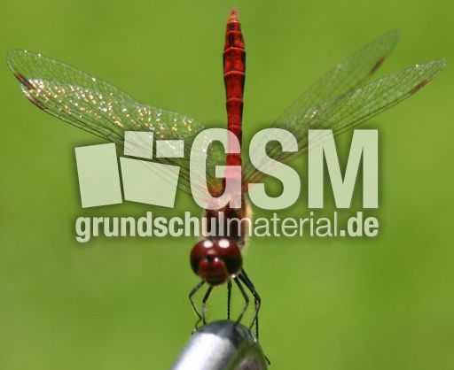 Gefleckte-Heidelibelle-3.jpg