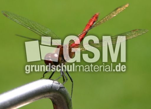 Gefleckte-Heidelibelle-4.jpg