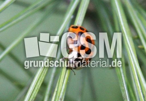 Asiatischer-Marienkäfer-26.jpg