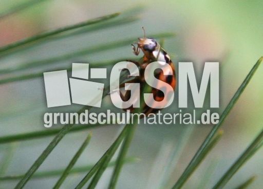 Asiatischer-Marienkäfer-42.jpg