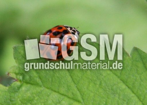 Asiatischer-Marienkäfer-46.jpg
