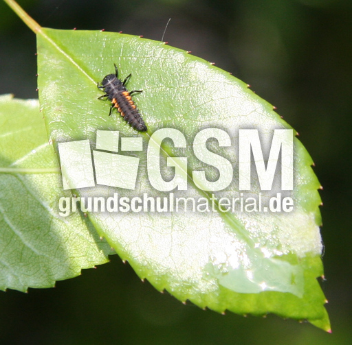 Larve-asiatischer-Marienk-011.jpg