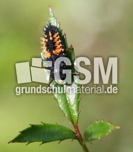Larve-asiatischer-Marienk-012.jpg