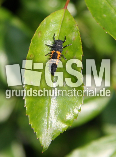 Larve-asiatischer-Marienk-16.jpg