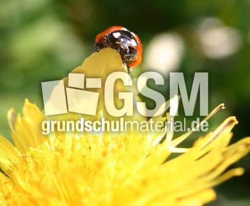 Marienkaefer-Loewenzahn-2.jpg