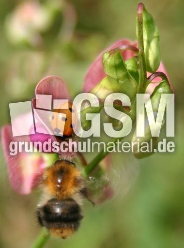 Marienkäfer-trifft-Hummel.jpg