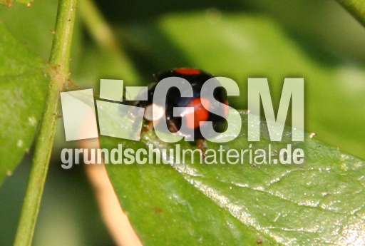 vierfleckiger-Kugelmarienkäfer106.jpg