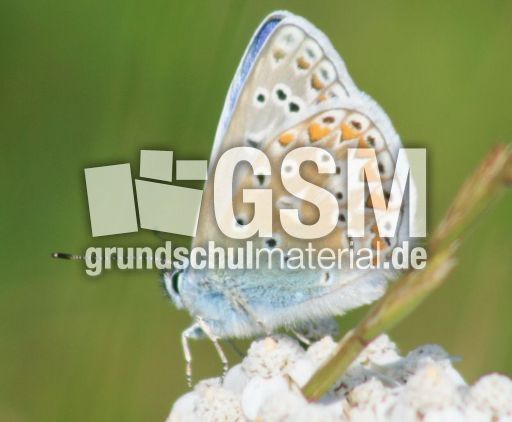 Hauhechel-Bläuling-3.jpg