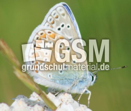 Hauhechel-Bläuling-4.jpg