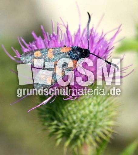 Kleewidderchen-1.JPG