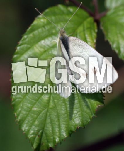 Kohlweißling-1.JPG