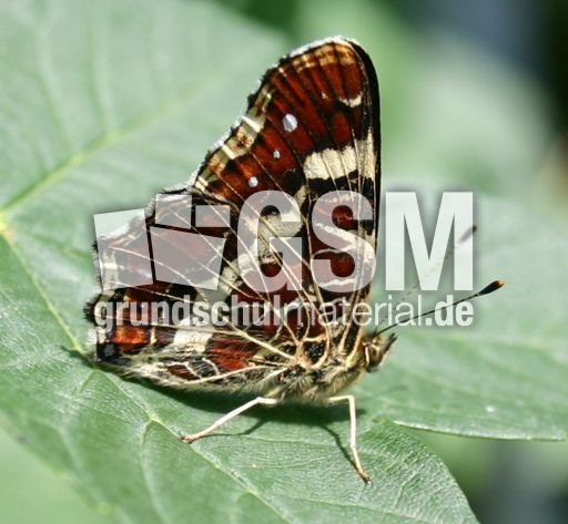 Landkärtchen-1.jpg