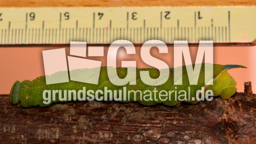Lindenschwärmer-Raupe_01.jpg