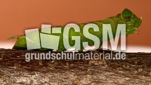 Lindenschwärmer-Raupe_03.jpg