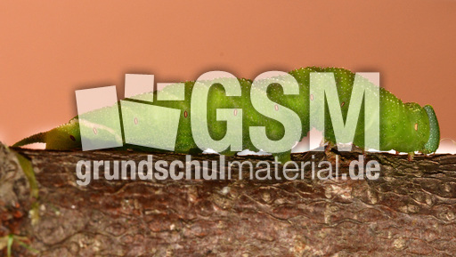 Lindenschwärmer-Raupe_04.jpg