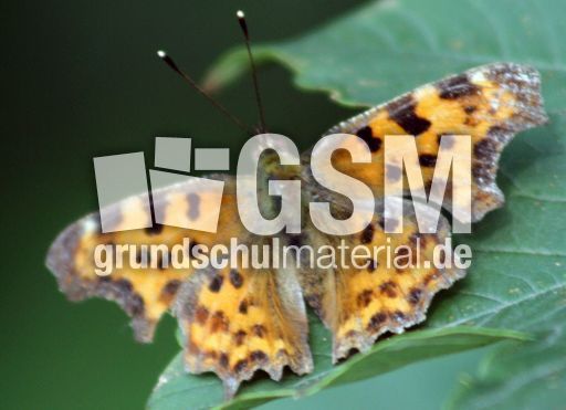 Perlmuttfalter-1.jpg