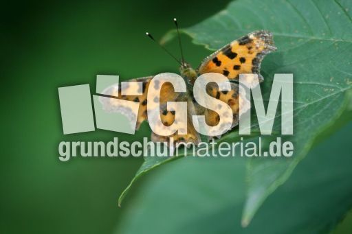 Perlmuttfalter-2.jpg