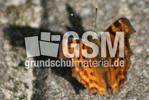 Perlmuttfalter-3.jpg