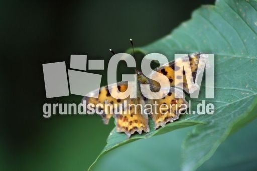 Perlmuttfalter-4.jpg