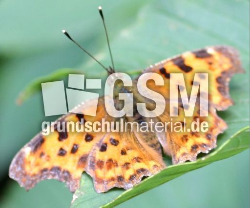 Perlmuttfalter-5.jpg