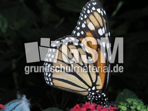 Schmetterling1.JPG
